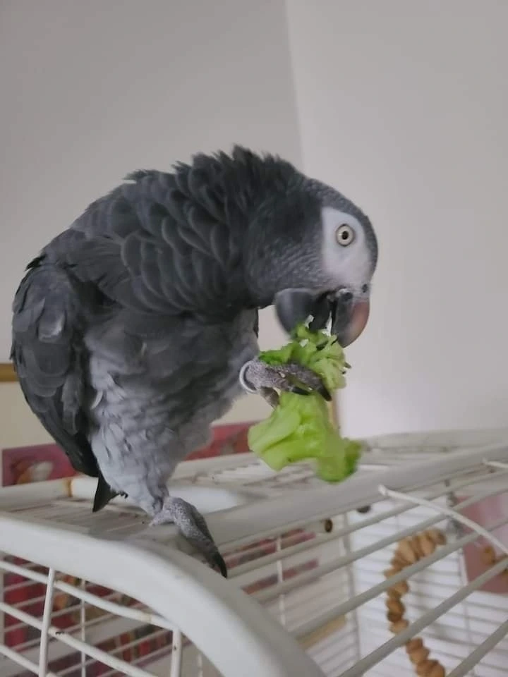 MACAW PARROT