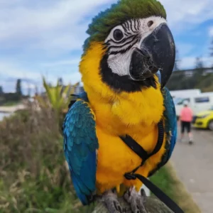 MACAW PARROT