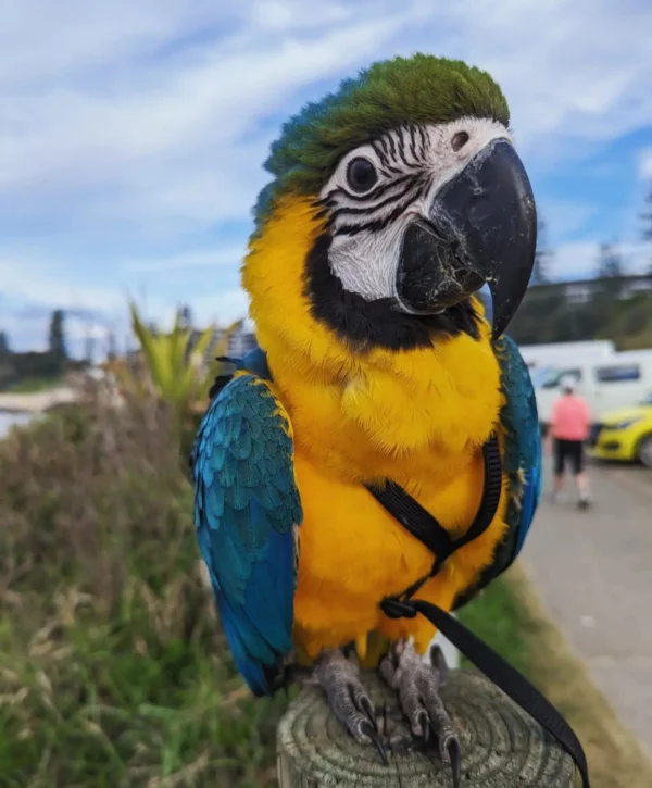 MACAW PARROT