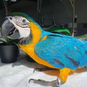 MACAW PARROT